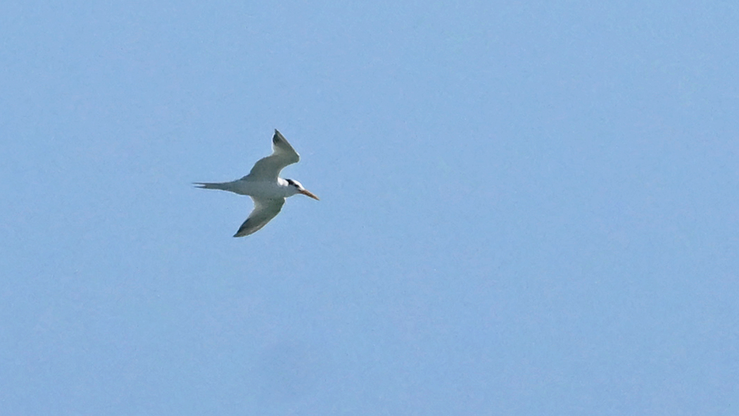 Lesser Crested Tern